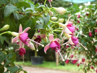 Fuchsienbild Primeur van Ronse 01