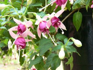 Fuchsienbild Primeur van Ronse 02