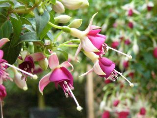 Fuchsienbild Primeur van Ronse 03