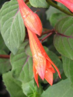 Fuchsienbild Professor Henkel 01