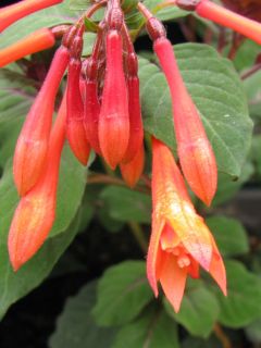 Fuchsienbild Professor Henkel 03