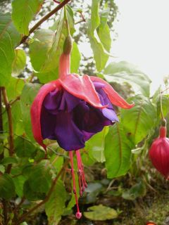 Fuchsienbild Pulsa 02