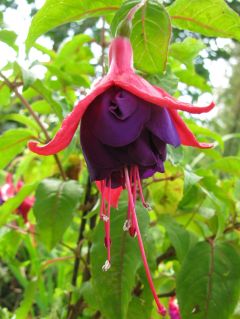 Fuchsienbild Pulsa 03