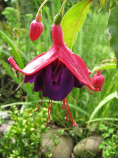 Fuchsienbild Pulsa 04