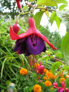 Fuchsienbild Pulsa 05