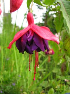 Fuchsienbild Pulsa 06