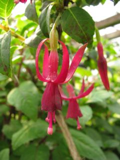 Fuchsienbild Purperklokje 01