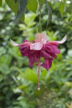 Fuchsia Ray Maslin 01