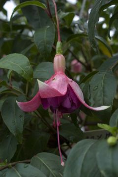 Fuchsia Ray Maslin 02