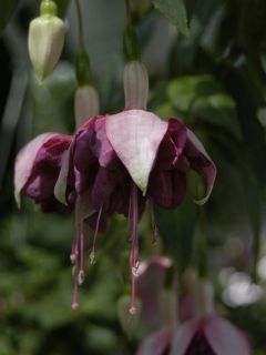 Fuchsia Ray Maslin 04