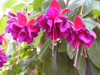 Fuchsia Rebecca Williamson 01