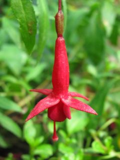Fuchsia Red Rain 01