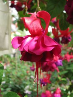 Fuchsia Red Shadows 02