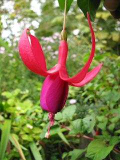 Fuchsia Red Spider 04