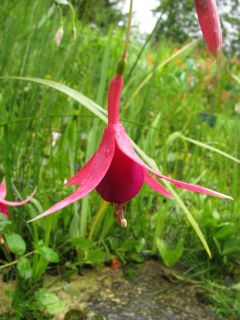 Fuchsia Red Spider 07