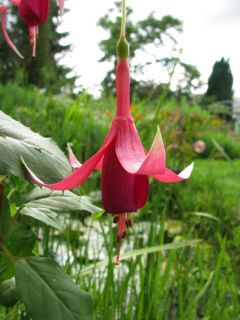 Fuchsia Red Spider 08