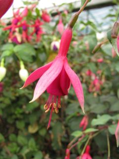 Fuchsia Regio 01