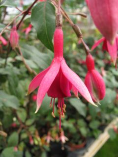 Fuchsia Regio 02