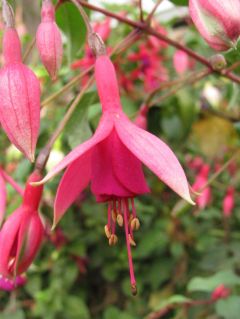 Fuchsia Regio 03