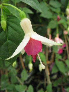 Fuchsia Reichards Saemling 01