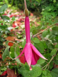 Fuchsia Remembering Claire 01