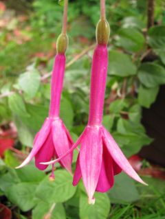 Fuchsia Remembering Claire 02