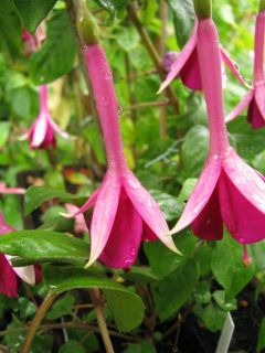 Fuchsia Remembering Claire 03