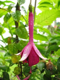 Fuchsia Remembering Claire 04