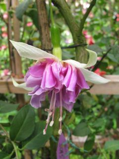 Fuchsia Rene Dahlen 01