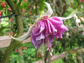 Fuchsia Rene Dahlen 02