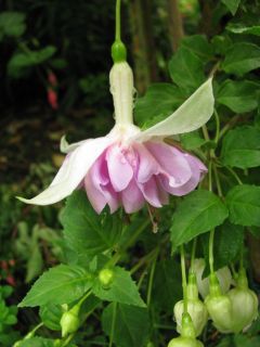 Fuchsia Rhees Beauty 01