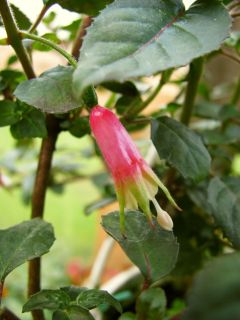 Fuchsia Rijs 01