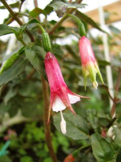 Fuchsia Rijs 02