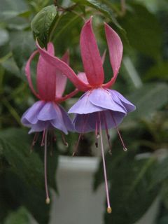 Fuchsia Rillaarse Parel 01