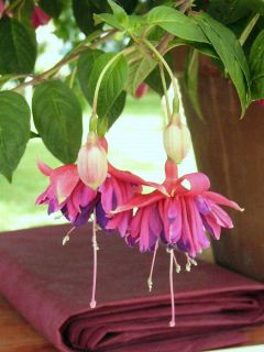 Fuchsia Rocket Fire 01