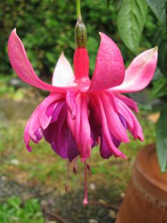 Fuchsia Rocket Fire 04