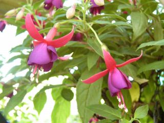 Fuchsia Roesse Anja 01