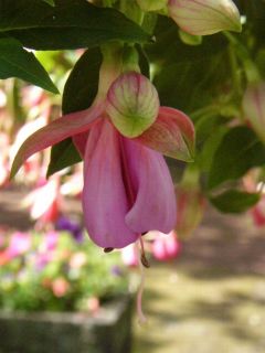 Fuchsia Roesse Femke 01