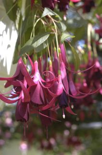 Fuchsia Roesse Menkhib 01