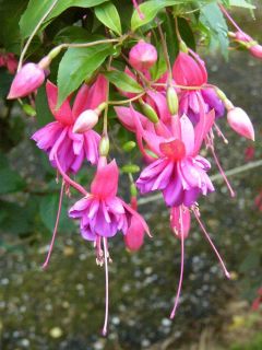 Fuchsia Roesse Willem 01