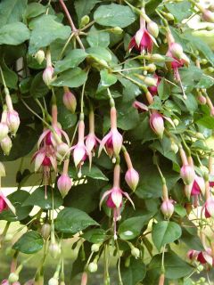 Fuchsia Rohees Algol 02