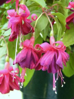 Fuchsia Rohees Denebola 01