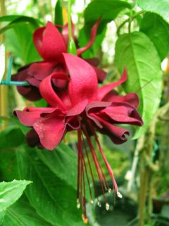 Fuchsia Rohees Emperor 01