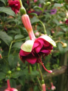 Fuchsia Rohees Furud 01