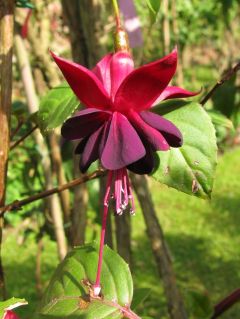 Fuchsia Rohees Hamal 01