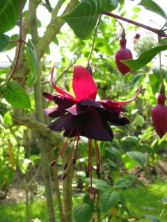 Fuchsia Rohees King 01