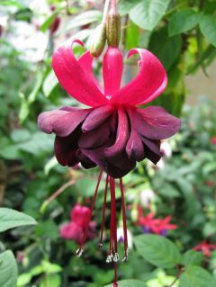 Fuchsia Rohees New Millenium 03