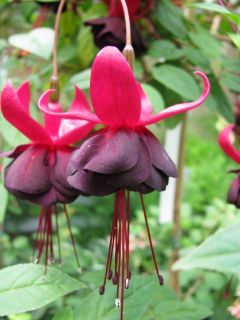 Fuchsia Rohees New Millenium 04