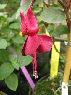 Fuchsia Rohees Rana 01