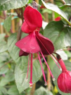 Fuchsia Rohees Rana 02